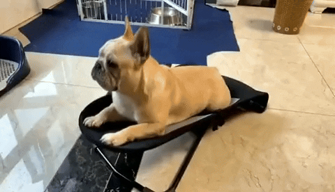 Cama mecedora para tu mascota